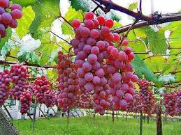 Pin By Alex Payet On Fruits Et Legumes Grapes Fruit Picking Red Grapes
