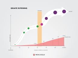 Veraison When Grapes Turn Red Wine Folly