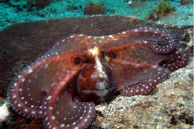 We would like to show you a description here but the site won't allow us. Was Sind Denn Tintenschnecken Hpd