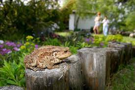 Tree frogs do not require a different treatment than regular frogs. How To Get Rid Of Frogs The Most Useful Methods X Pest