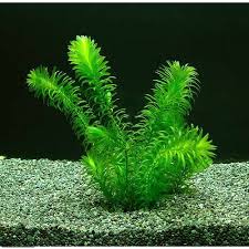 メダカ金魚藻 エサ用アナカリス 10本 チャーム