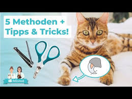 Katzen Krallen Schneiden Leicht Gemacht Fellomed De