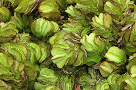 Image result for Salvinia hastata