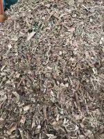 Image result for Voacanga chalotiana