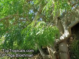 Image result for Monodora stenopetala