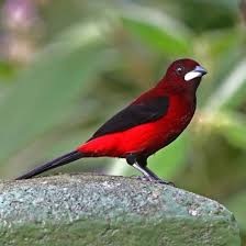 Black And Red Cardinal Black And Red Bird Beautiful Birds Most Beautiful Birds Beautiful Bird Wallpaper