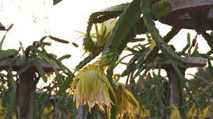 From seedsdirect soweasy to grow at home.subscribe love for garden 😊 Dragon Fruit Stock Video Footage 4k And Hd Video Clips Shutterstock
