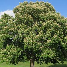 And how many more actually know the names. Chestnut Horse Tree Aesculus Hippocastanum Botanicaplantnursery Co Uk