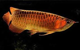 温州特产 熬江 马鲛 鱼 片 马胶 鱼 竹鲛 土魠 鱼 马加 薄切干1 斤 包邮. ç‹¬å®¶ çœ‹å¥½å°†æˆæœ€å—æ¬¢è¿Žæ°´æ—å® ç‰©é¾™é±¼è¿›å†›ä¸­å›½åˆ†ä¸€æ¯ç¾¹