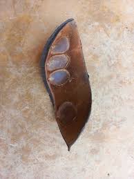 Image result for Brachystegia spiciformis