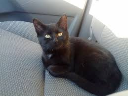 Just fill in the get email alerts form below. Gracie Alert Missing Kitten From Westport Massachusetts Gracie S Bark Pet Friendly Resource