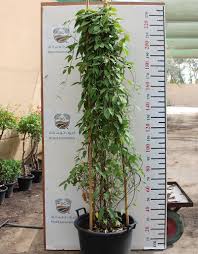 Image result for Tristellateia