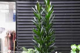 Image result for Cordyline stricta