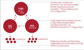 The Atherogenic Action Of Triglycerides