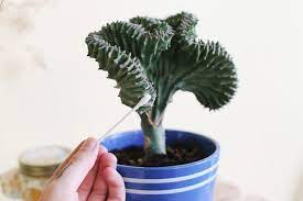 How To Care For A Coral Cactus Hunker Coral Cactus Grafted Cactus Cactus House Plants