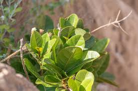 Image result for Cystostemon