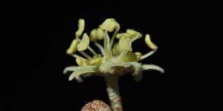 Image result for Croton gratissimus