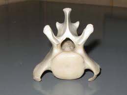 Animal Vertebrae Google Search Drawing Reference Arty Drawings