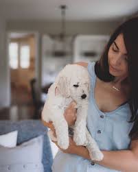 Standard ➕ mini goldendoodles interested in a pup? Goldendoodle Breeder Ontario Blog Parkridge Goldendoodles