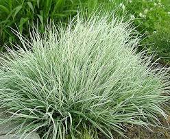 Arrhenatherum Elatius Subsp Bulbosum Variegatum In 2020 Siergrassen Tuin Gras Tuinplanten