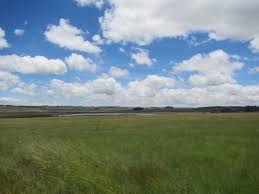 Image result for Tristachya rehmannii