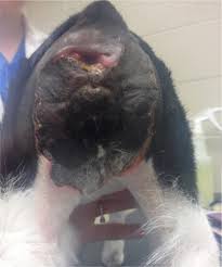 Looking for online definition of fournier's disease in the medical dictionary? Successful Conservative Management Of Suspected Fournier S Gangrene In Cats Three Cases
