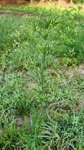 Image result for Conyza