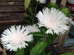 Pin By Patricia Lacey On Garden Plants At 5022lfc In 2020 White Flowers Flowers Garden Plants
