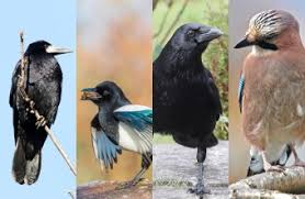 Mythen Und Fakten Zu Elster Krahe Und Co Lbv Gemeinsam Bayerns Natur Schutzen