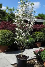 1 of the showiest flowering trees available, the white dogwood is landscape perfection. Flowering Dogwoods For Sale Cornus Kousa Cornus Florida Small Trees For Garden Dogwood Trees Ornamental Trees