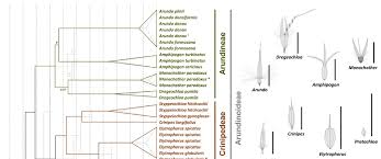 Image result for Styppeiochloa