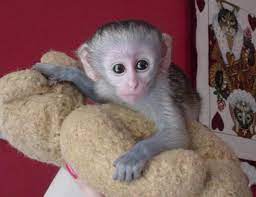 Check spelling or type a new query. Capuchin Monkeys For Sale Emma Company All Biz