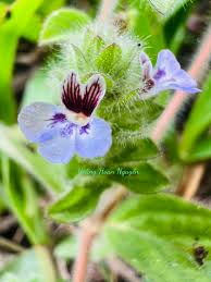 Image result for Nelsonia canescens