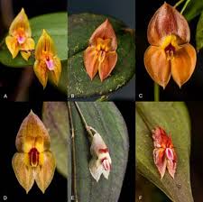 Image result for Cheirostylis lepida