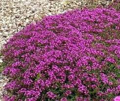 Image result for Grewia praecox