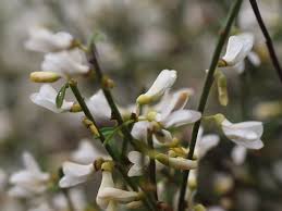 Image result for Retama monosperma