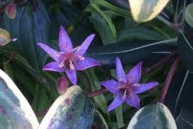 Image result for Indigofera zenkeri