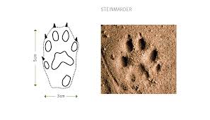 We did not find results for: Footprints Otter Spotter