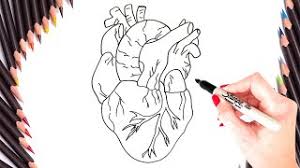We are sure you have many other sources to draw the human heart, but this master artist is one of the best. Best Of How To Draw A Human Heart Easily Free Watch Download Todaypk