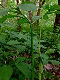 Check spelling or type a new query. File Arisaema Dracontium Green Dragon Jpg Wikimedia Commons