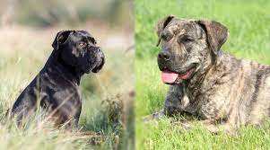 Search + more filter options. Presa Canario Vs Cane Corso What S The Difference