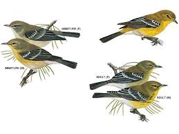 Identification Backyard Birds Of Minnesota Pine Warbler National Geographic Backyard Birds Bird Identification Different Birds