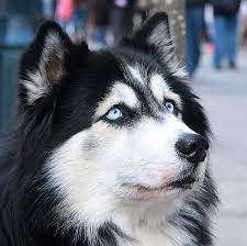 love and devotion beautiful husky dogs siberian husky animals beautiful