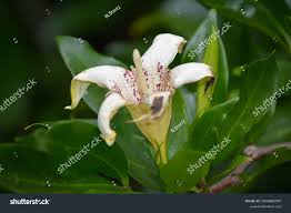 Image result for Rothmannia fischeri