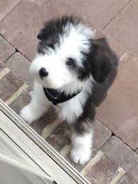 How much do sheepadoodles cost? Sheep A Doodle Breeders Cheap Buy Online