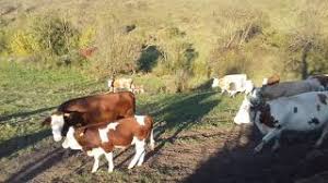 Check spelling or type a new query. Vaci De Vanzare Baltata Romaneasca Youtube