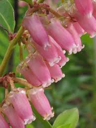 Image result for Rawsonia lucida