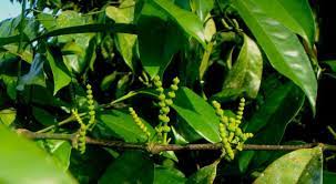 Maybe you would like to learn more about one of these? 3 Resep Sederhana Daun Melinjo Yang Bergizi Nan Lezat