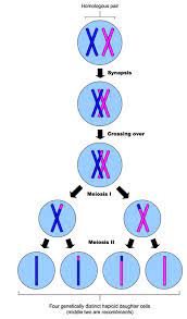 4 2 Meiosis Bioninja