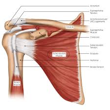 The shoulder has an incredible range of motion, but this these tendons are called the subscapularis tendon, the supraspinatus tendon, the infraspinatus. Diagram Of Shoulder Tendons Koibana Info Shoulder Anatomy Shoulder Muscle Anatomy Bicep Muscle